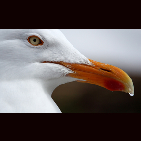 gull-with-water-285