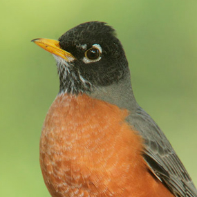 American-Robin-Tom-Grey-285