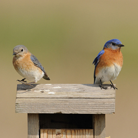 Eastern-Bluebirds-Podcast-JanetAndPhil-285