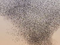 French_Murmuration_200px