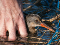 Clapper_Rail_in_hand_200px