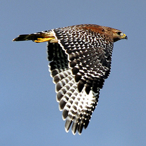 Red-shouldered-Hawk-Hope-Mayer-285